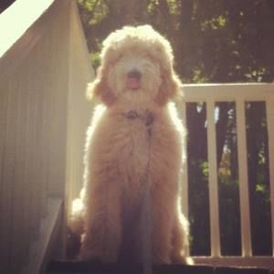 Meet your Posher, Sophie