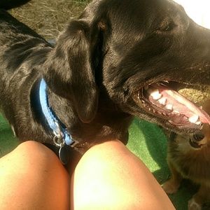 Meet your Posher, Shilo