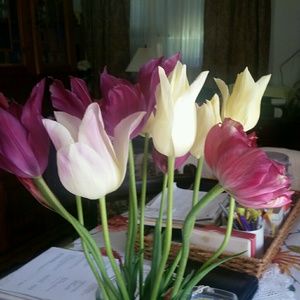 Meet your Posher, Sonia