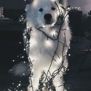 Meet your Posher, Dash