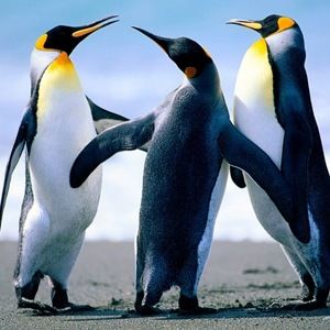 Meet your Posher, Sam