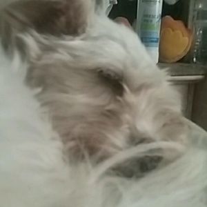 Meet your Posher, Abraham