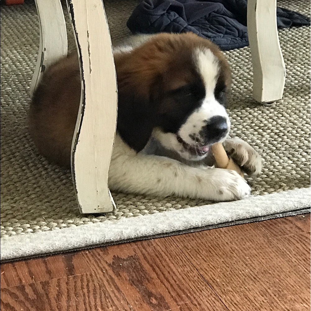 Meet your Posher, Bonnie