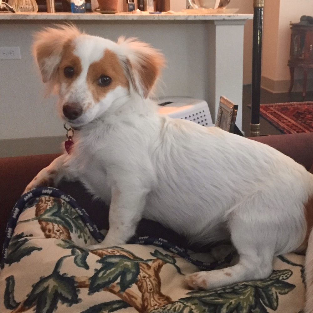 Meet your Posher, Carmen