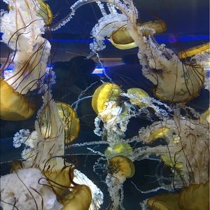 Meet your Posher, Sierra