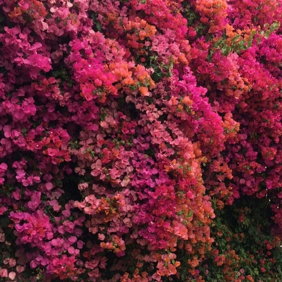 Meet your Posher, Nina - Picture 2 of 2