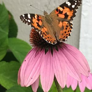 Meet your Posher, Beth