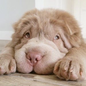 Meet your Posher, Sophie