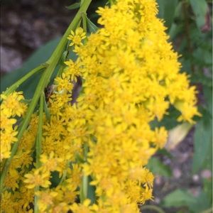 Meet your Posher, Lynn