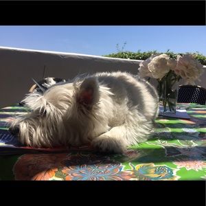 Meet your Posher, Sam