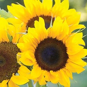 Meet your Posher, Erika