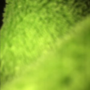 Meet your Posher, Lexi