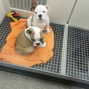 Meet your Posher, Darnell