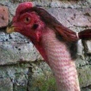 Meet your Posher, Mario