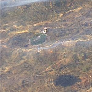 Meet your Posher, Diane