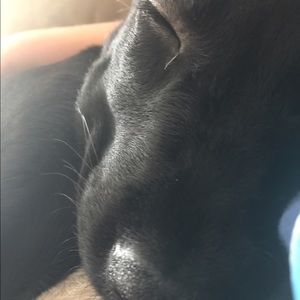 Meet your Posher, Abby
