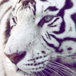 Meet your Posher, Natalia