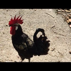 Meet your Posher, Wendy