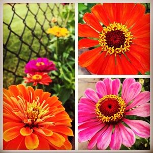 Meet your Posher, Rachael