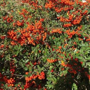 Meet your Posher, Jyothi