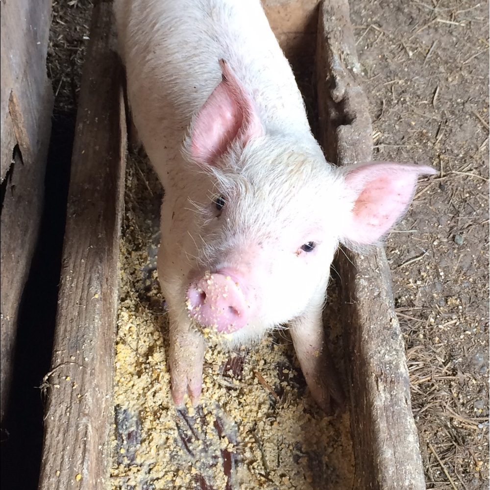 Meet your Posher, Piggletty D!