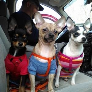 Meet your Posher, Debbie