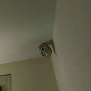 Meet your Posher, Bridgette