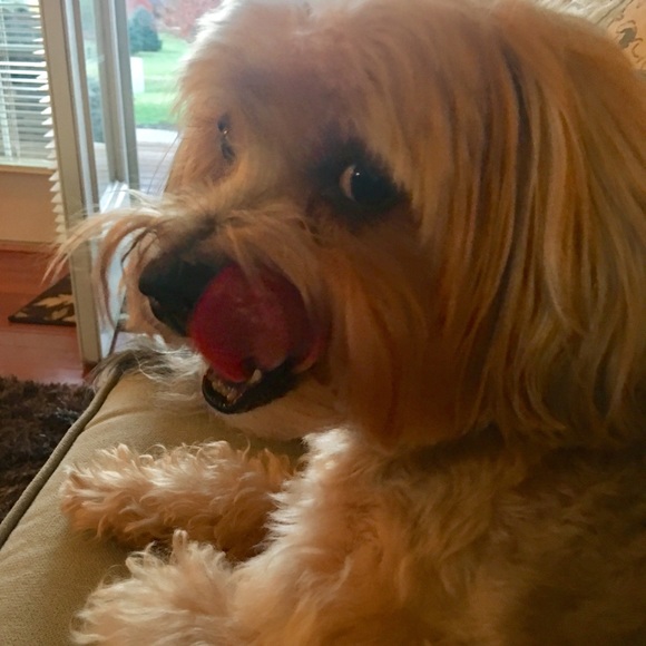 Meet your posher! - Picture 2 of 2