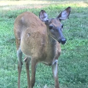 Meet your Posher, Susan