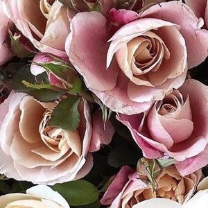 Meet your Posher, Malou