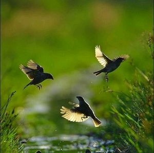 Meet your Posher, Summer