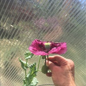 Meet your Posher, Dianne