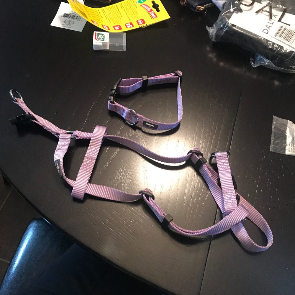 Puppy collar and harness