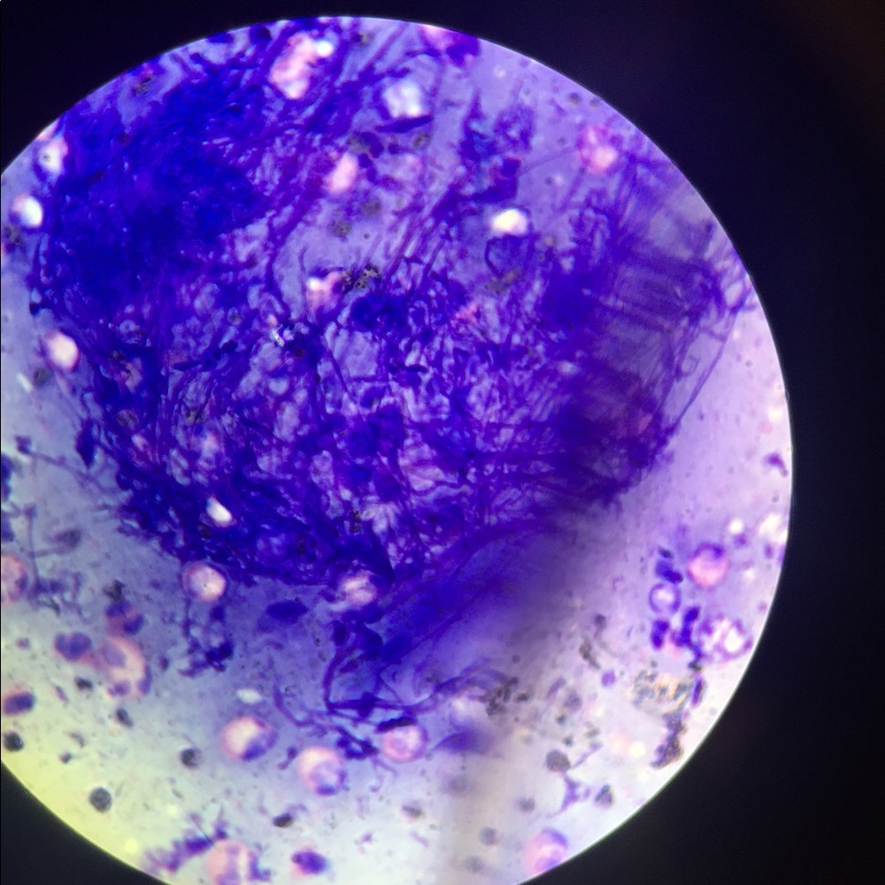 Meet your Posher, Rachel