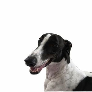 Meet your Posher, Maetavee