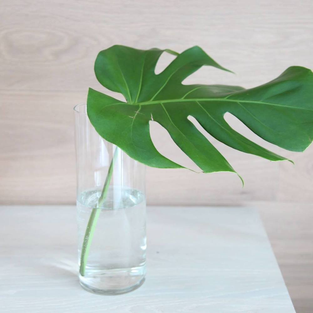 Meet your Posher, KG