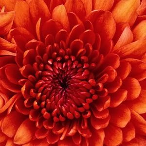 Meet your Posher, Navya