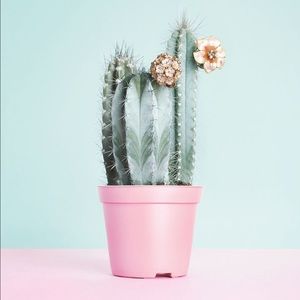 Meet your Posher, Diana