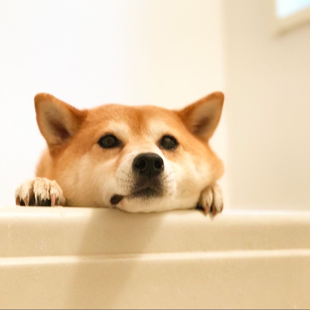 Meet your Posher, Cami