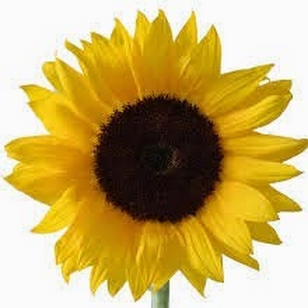 Meet your Posher, Carolyn