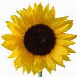 Meet your Posher, Carolyn