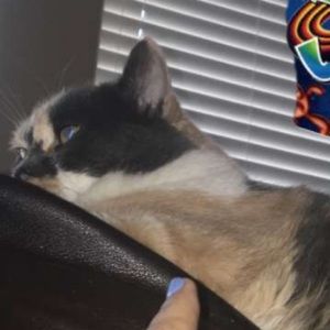 Meet your Posher, Melody