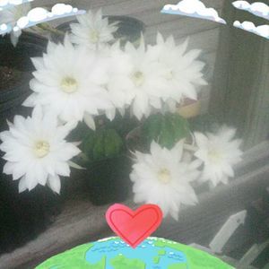 Meet your Posher, Helen