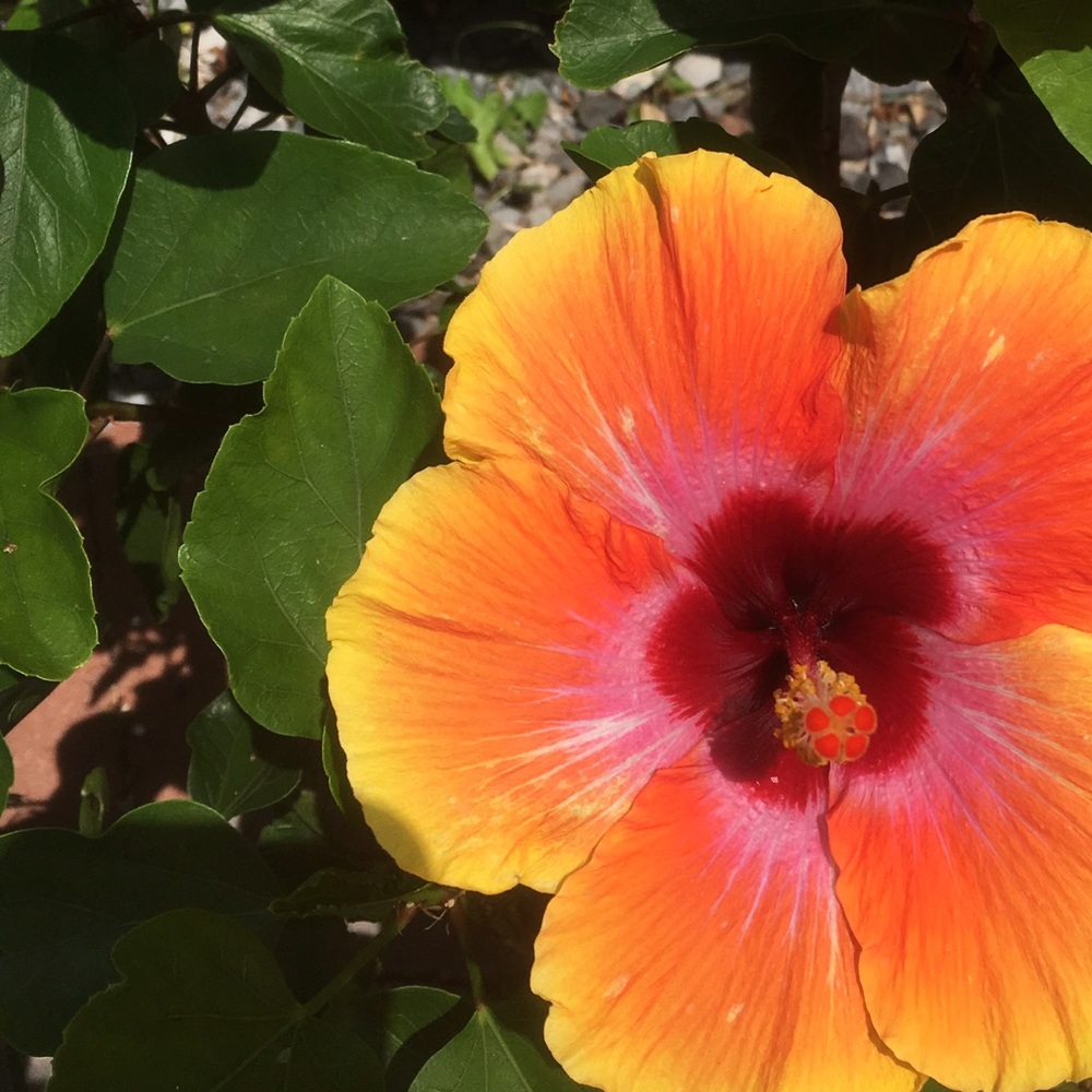 Meet your Posher, Laur