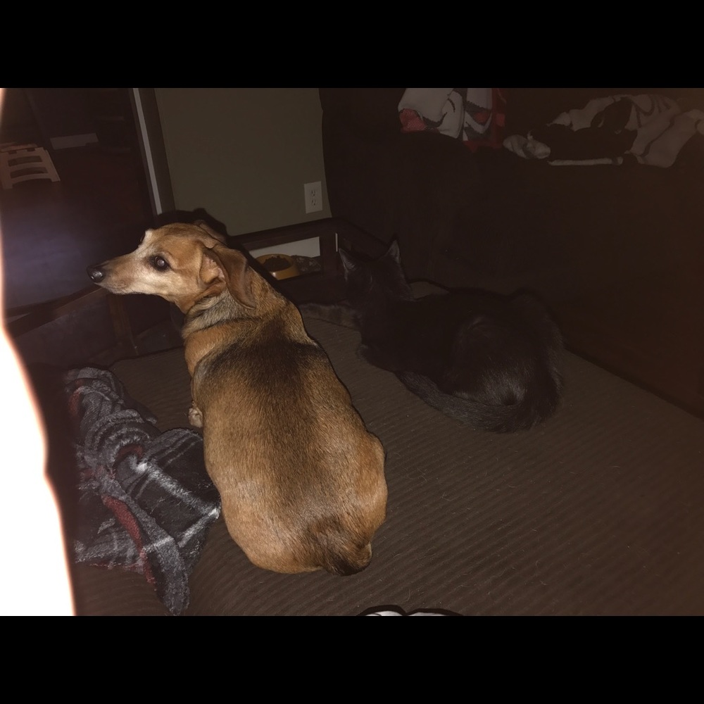 Meet your Posher, Shannon