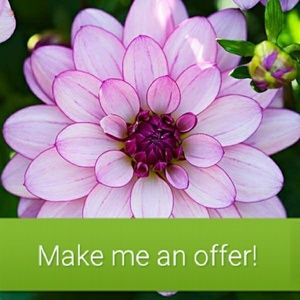 🏵🌷You never know until you ask🌸🌺