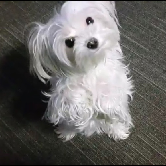 💕 Meet your posher 💕 - Picture 3 of 5