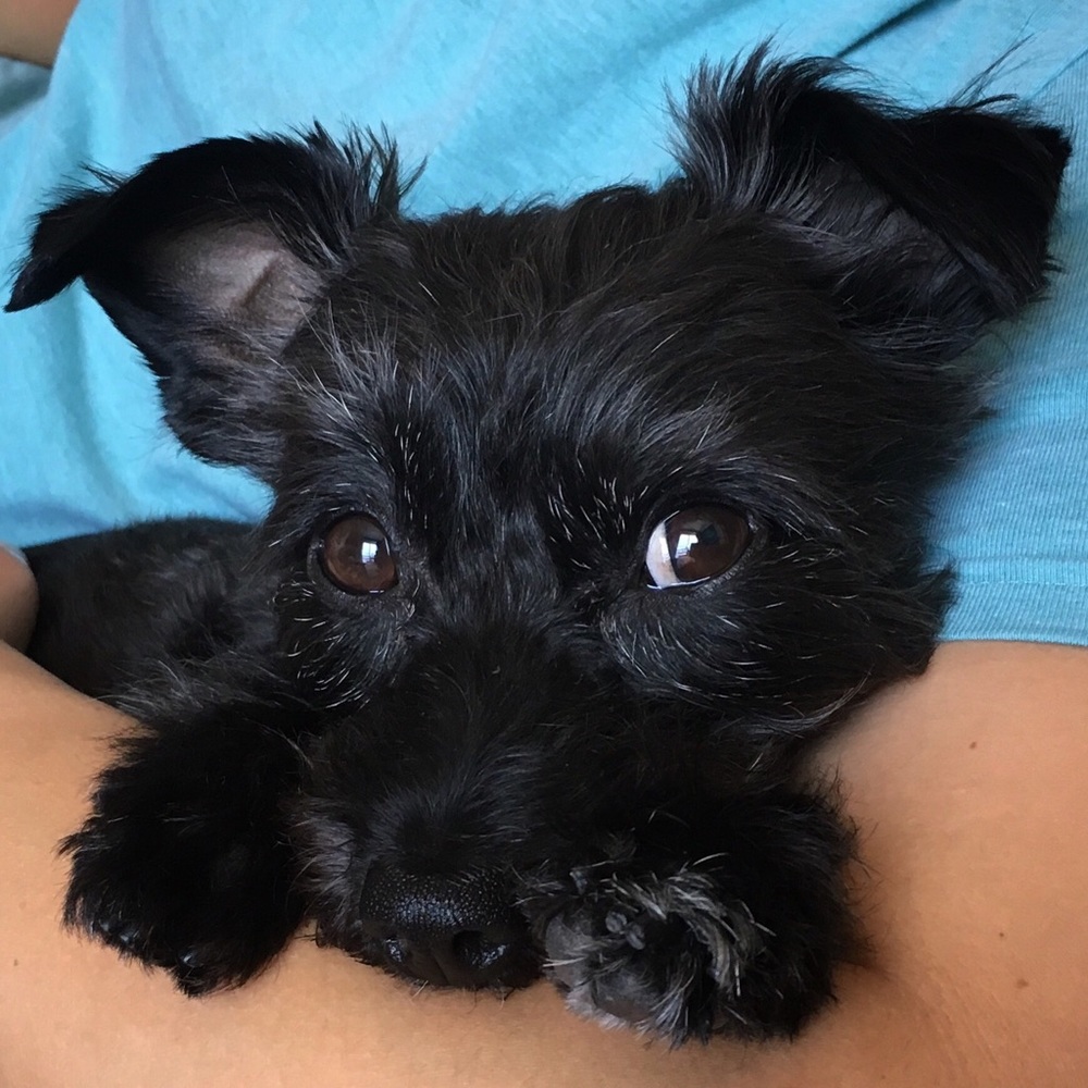 Meet your Posher, Abbey