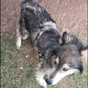 Meet your Posher, Robert