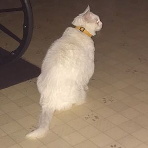 Meet your Posher, Allison